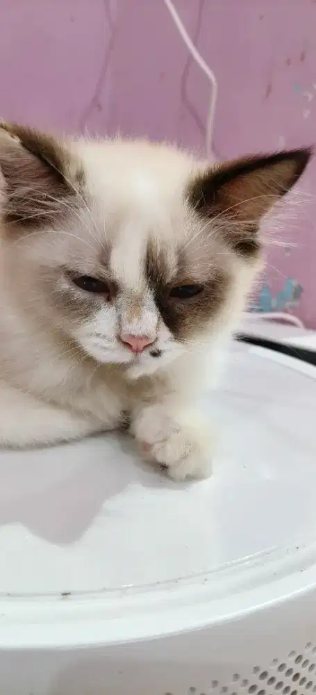 Kucing Persia long hair