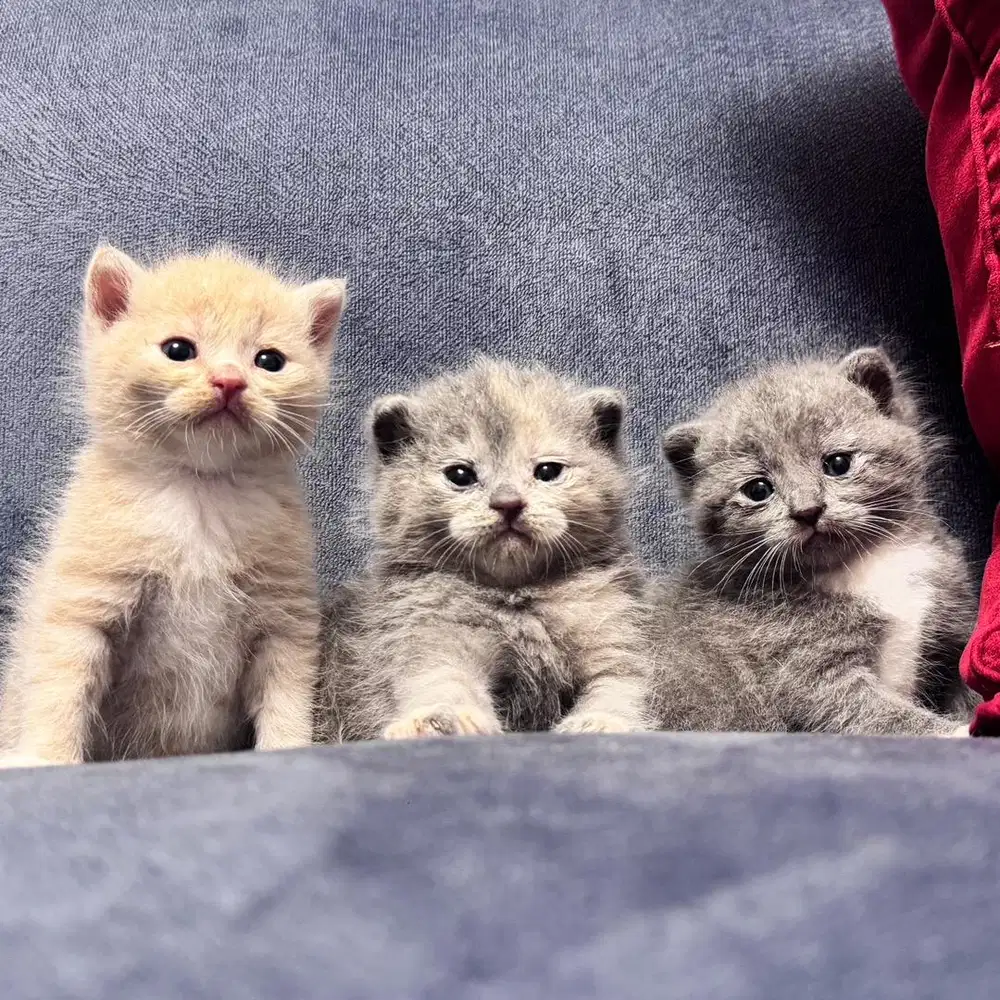 Kitten scotish fold bsh Murah