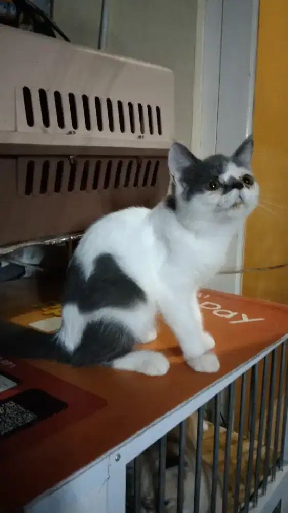 Kucing Persia Betina Flatnose shorthair Abu putih