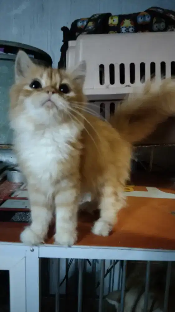 Kucing Persia Longhair Oyen Jantan