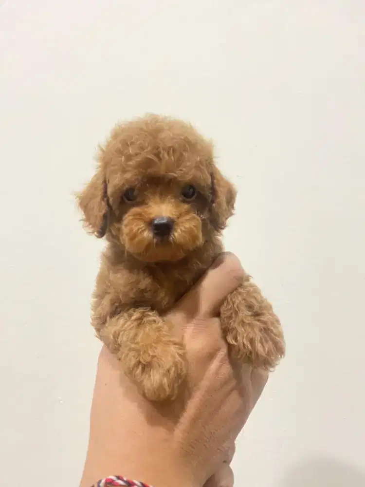 Open adopt Anakan Poodle