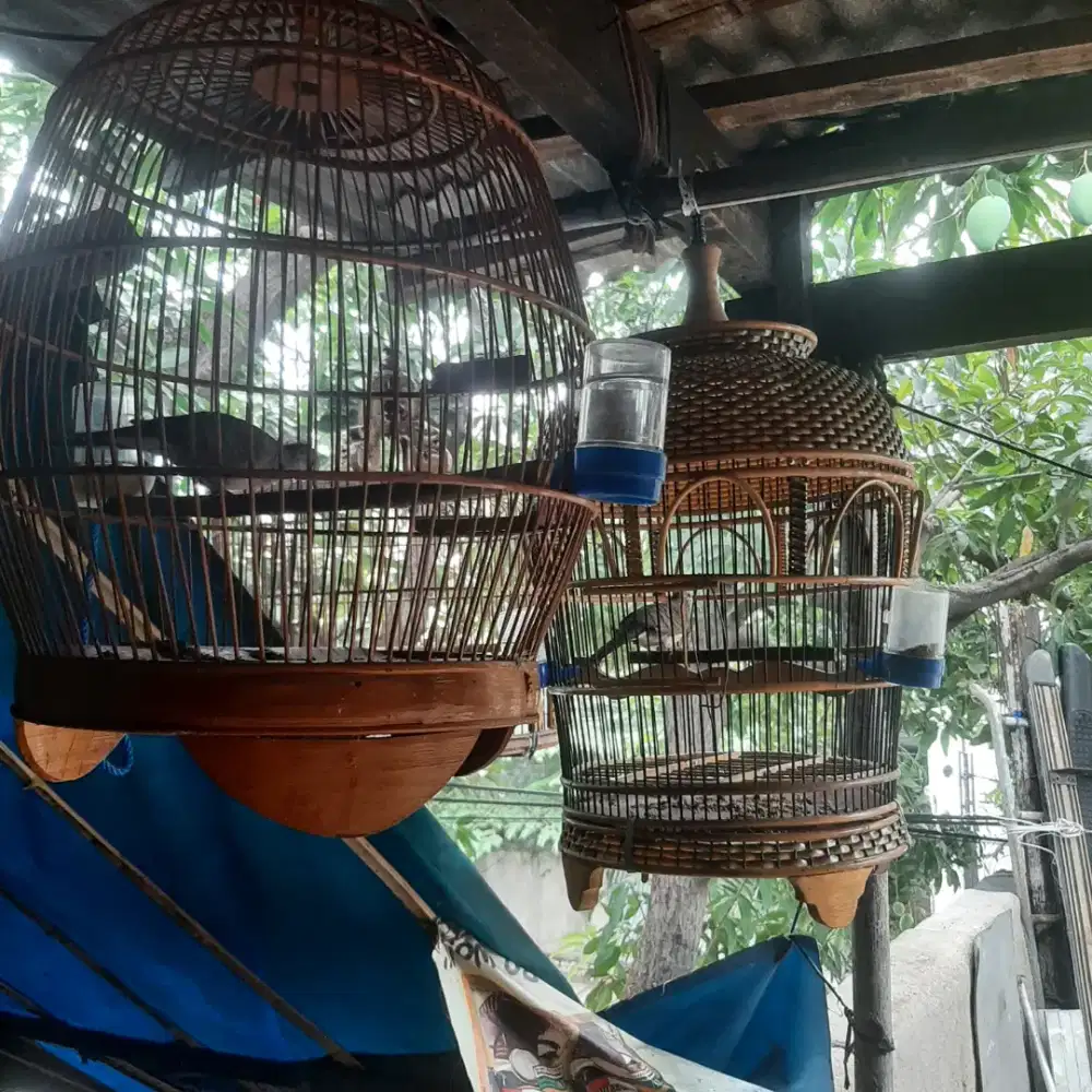 Perkutut lokal sama kandang