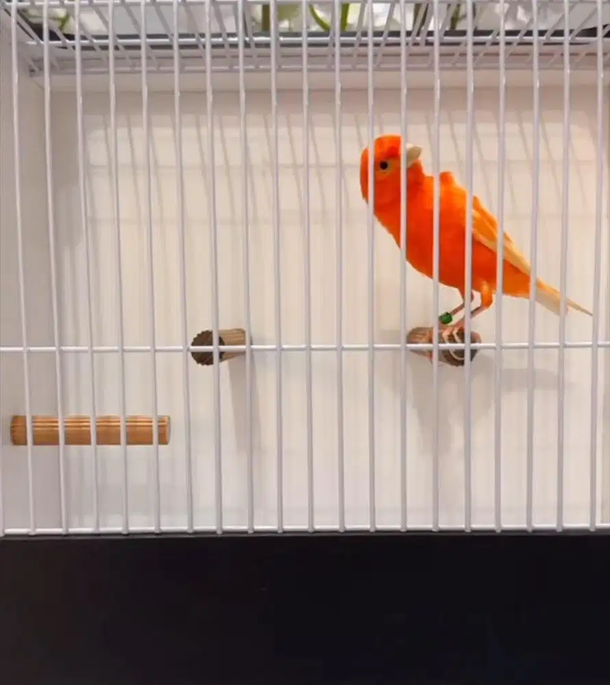 Kenari paud & mutasi &setvol