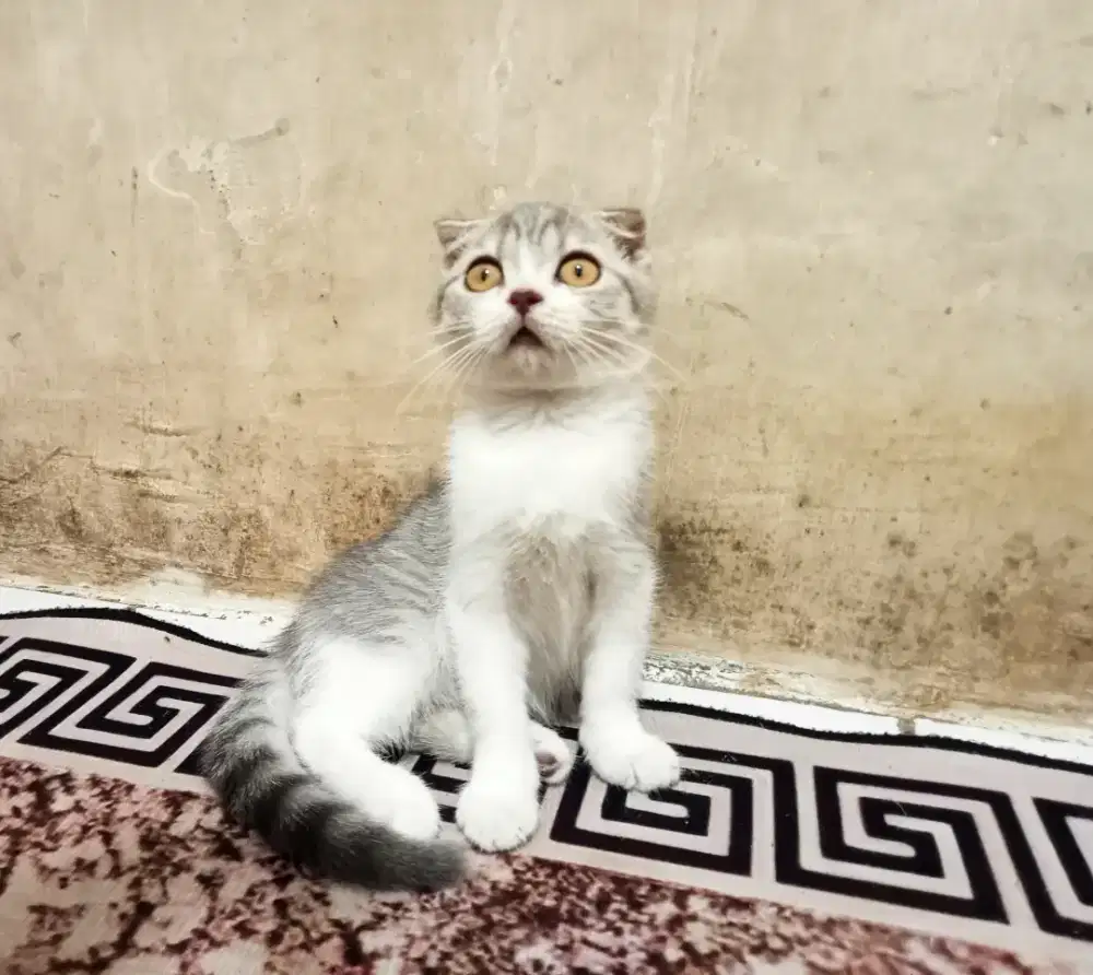 Kucing / Cat Scottish Fold Bicolor