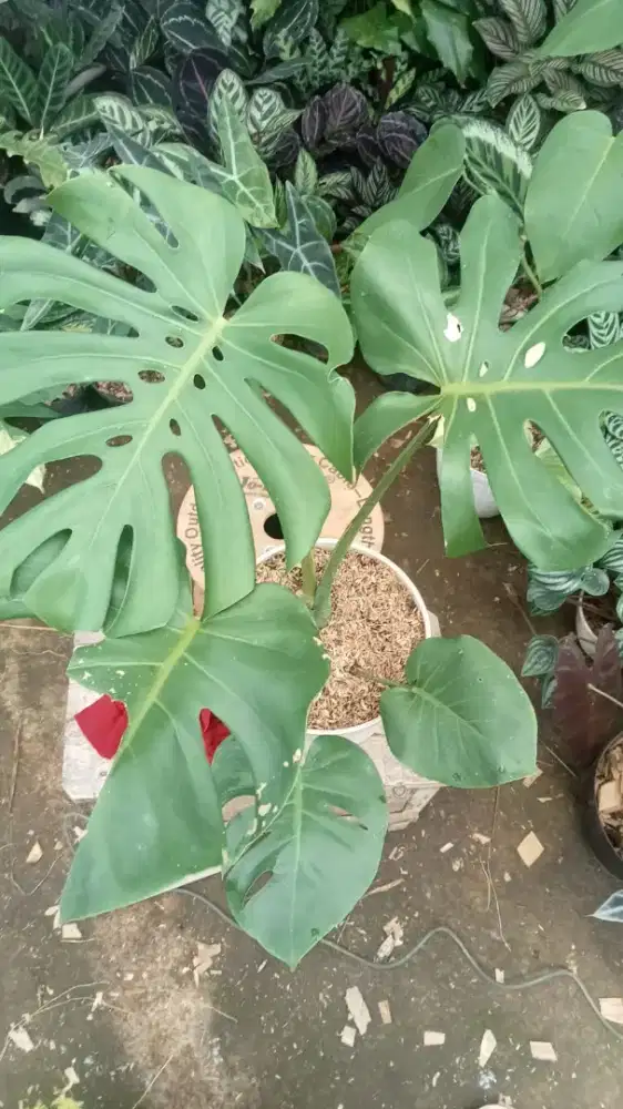 Monstera tanaman penyejuk ruangan tamu