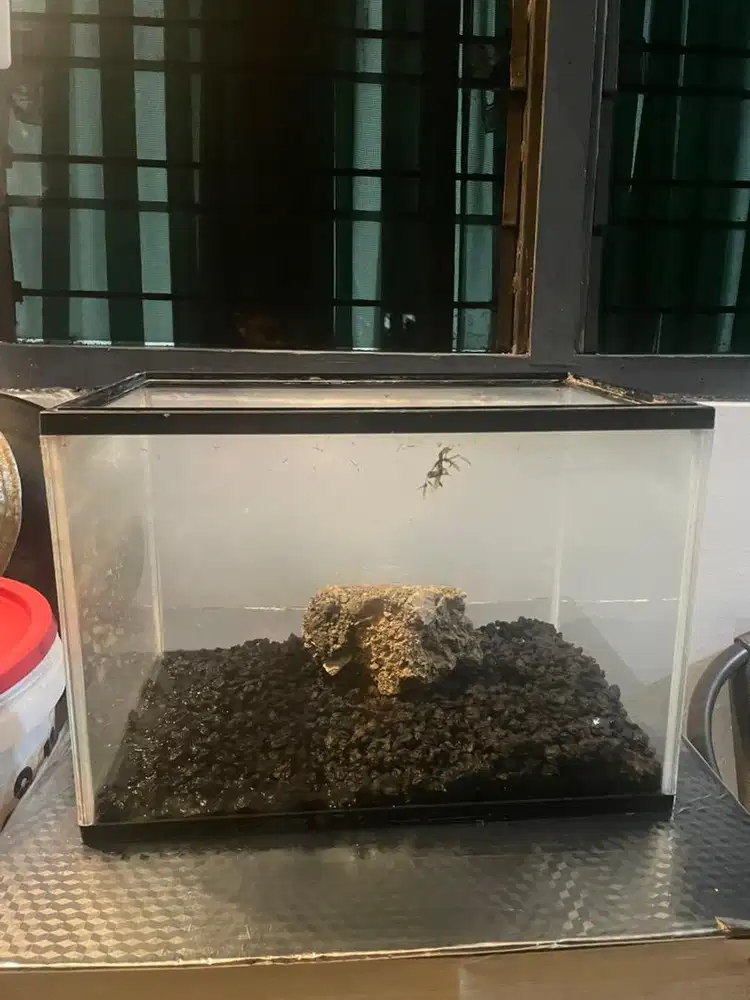 Gex size L tanpa tutup