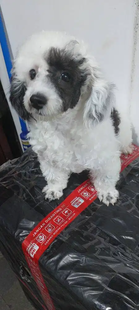 Anjing Tiny Poodle Jantan
