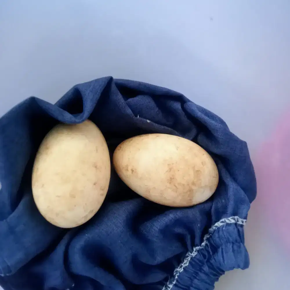 Telur Angsa Soang Calang Tembuluk