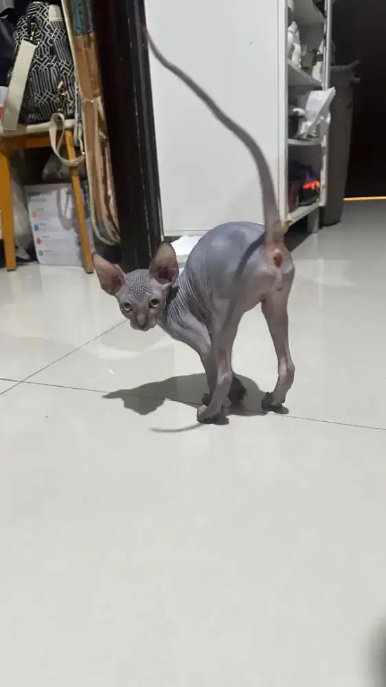 Kucing Sphynx sphinx Kitten Pure