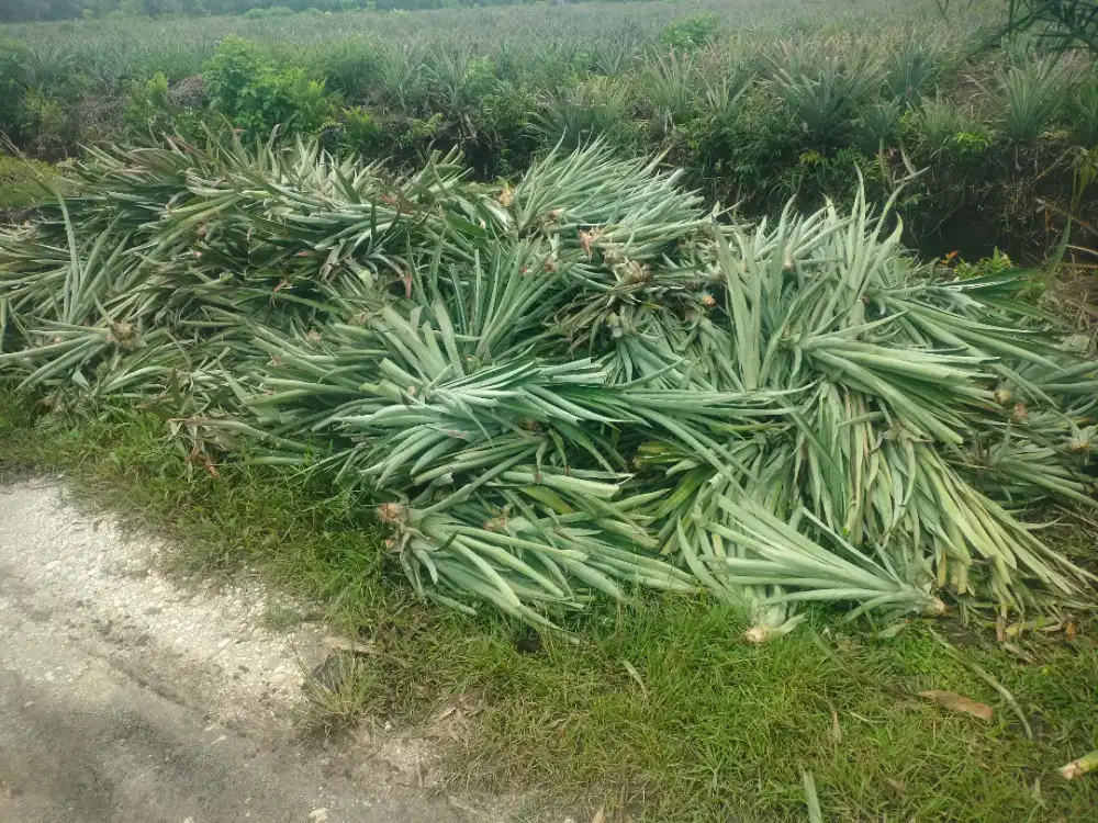 Bibit nanas madu Rimbo panjang