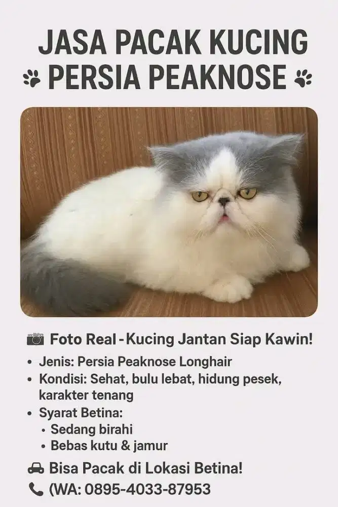Jantan peaknose longhair blue van jago kimpoy