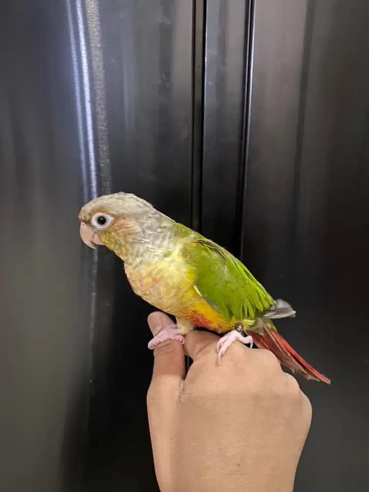 Jual Pineapple Conure Jinak FF