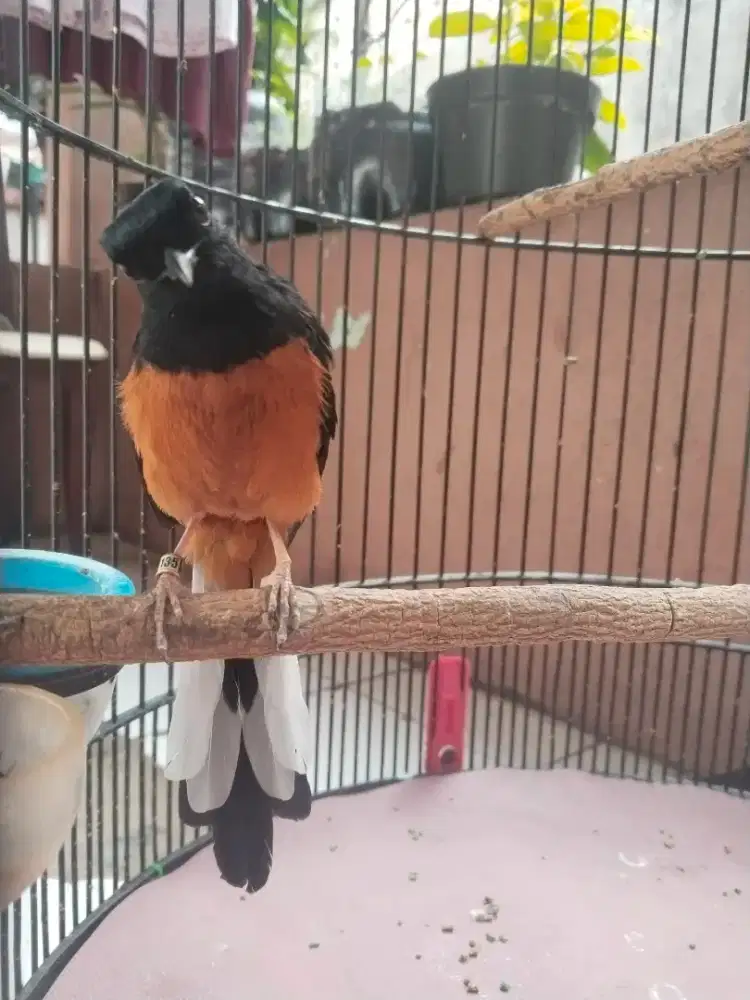 Burung murai batu