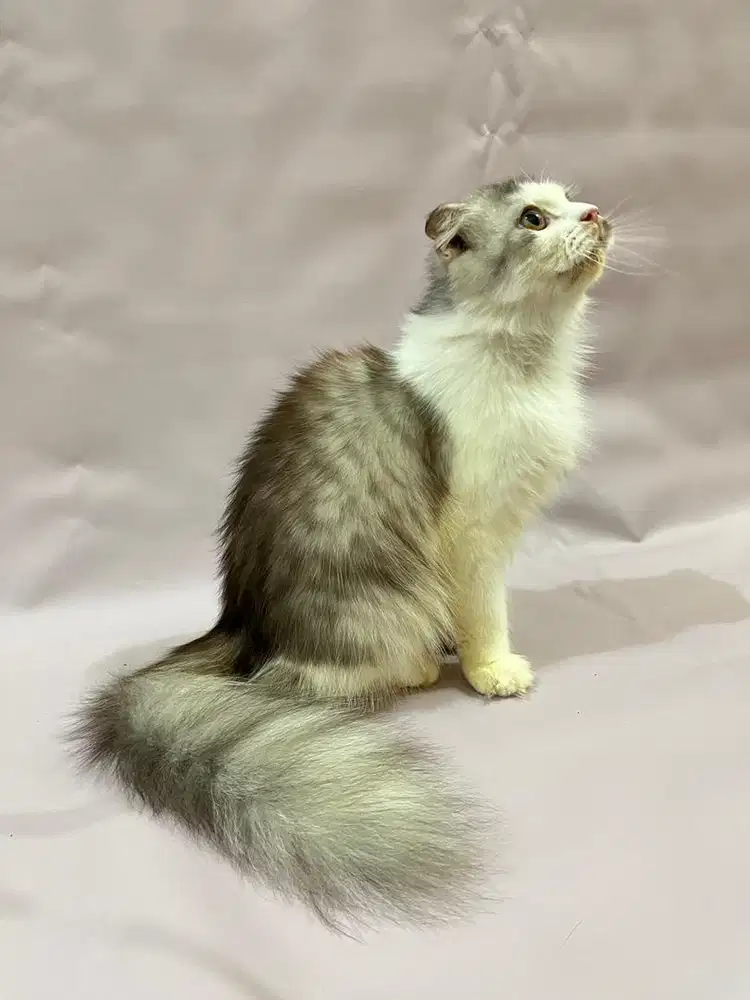 Scottish fold white silver female