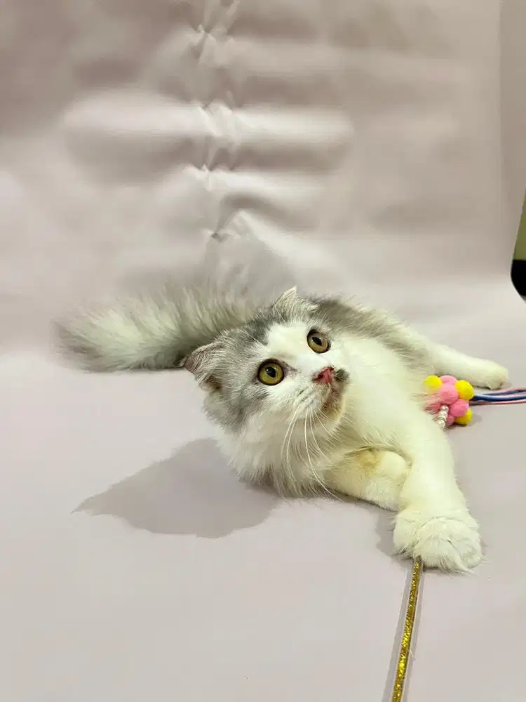 Scottish fold white silver female