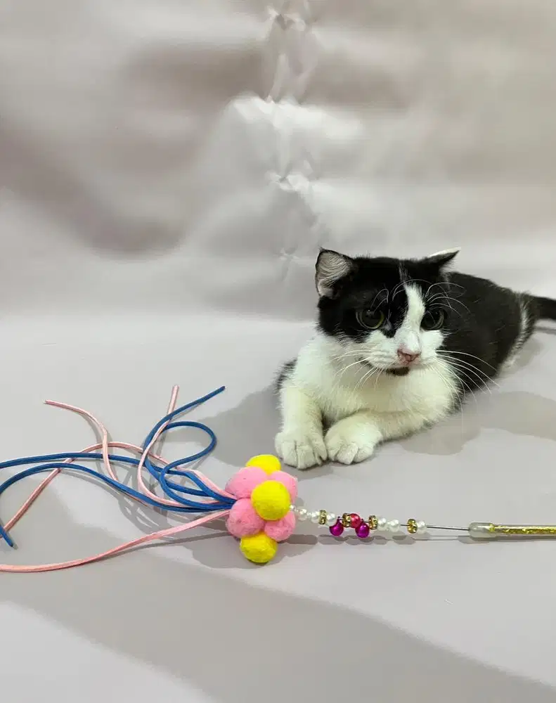 Kucing scottish fold betina hitam putih