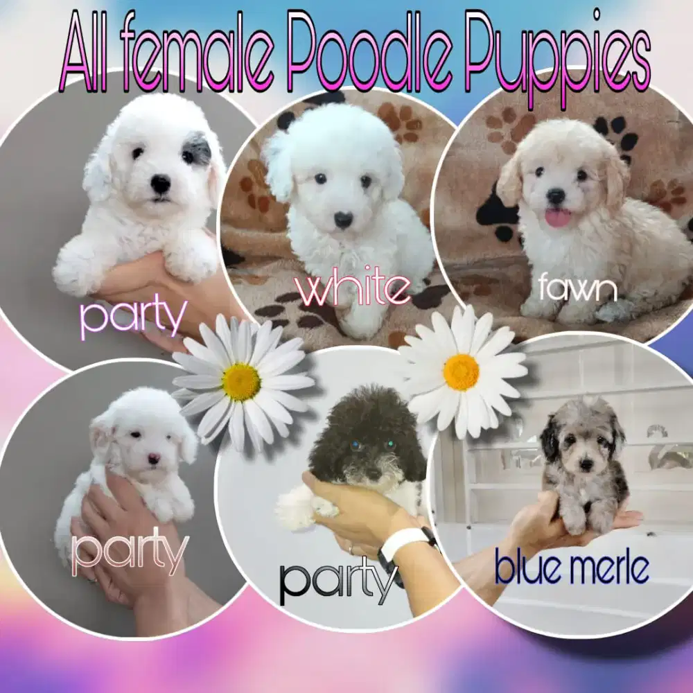Dijual anjing poodle, bichon, yorkie
