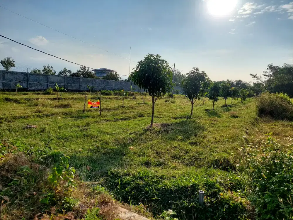 Dijual tanah datar kebun mangga