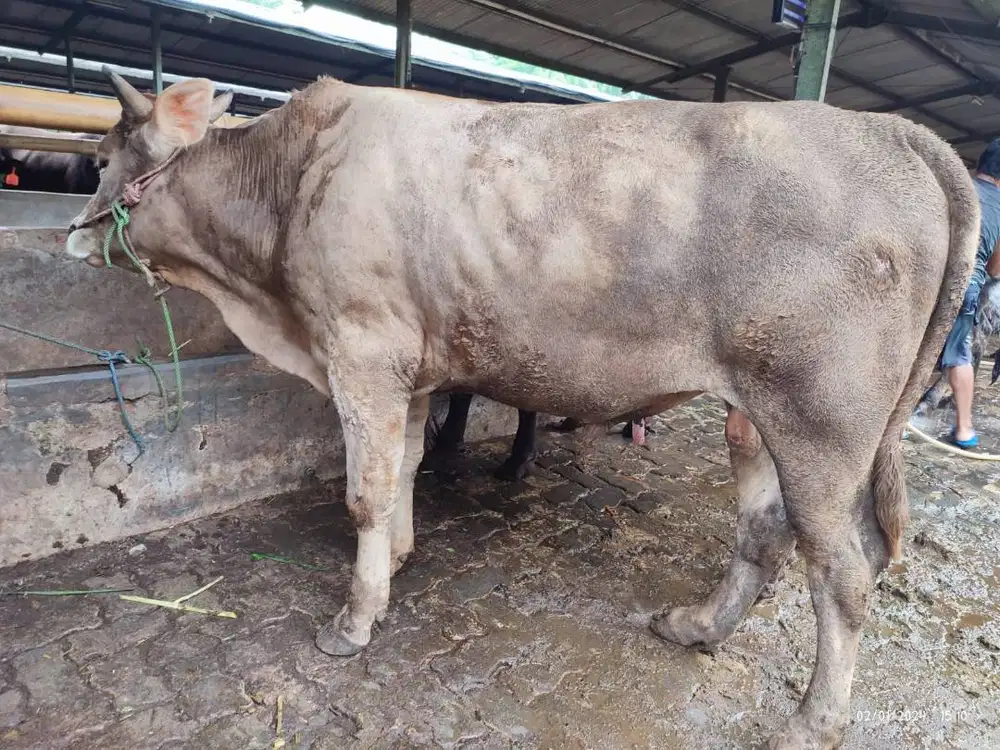 tabungan 5jt/bln 5x sapi qurban 350kiloan timbang riil jamin manteb ok