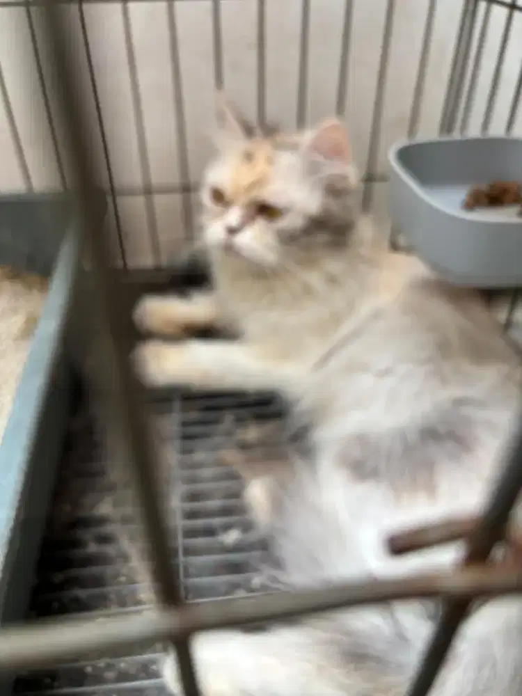 Kucing indukan  persia