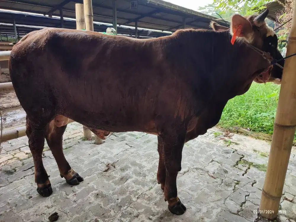 cicilan 5jt/bln 5x sapi kurban 350kiloan timbang riil rawatan kandang