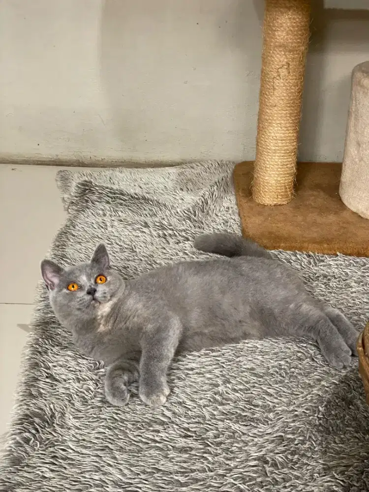 Open Adop Kucing BSH Rusia