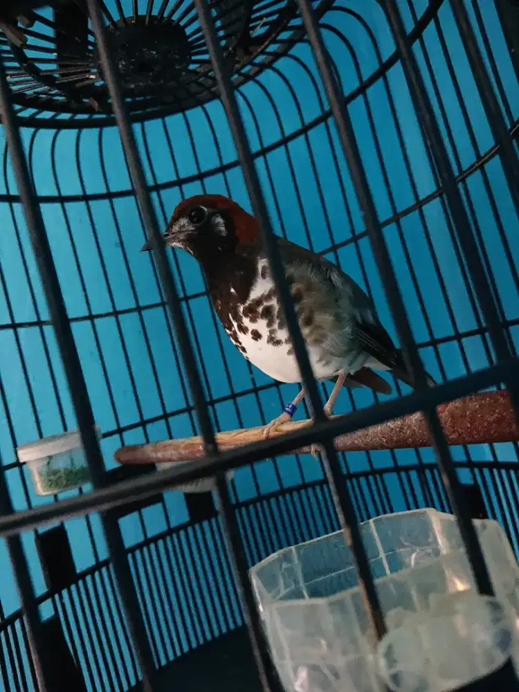 Anis kembang jantan fs mulus