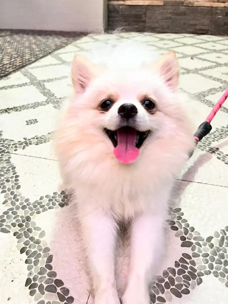 Dijual Anjing Minipom