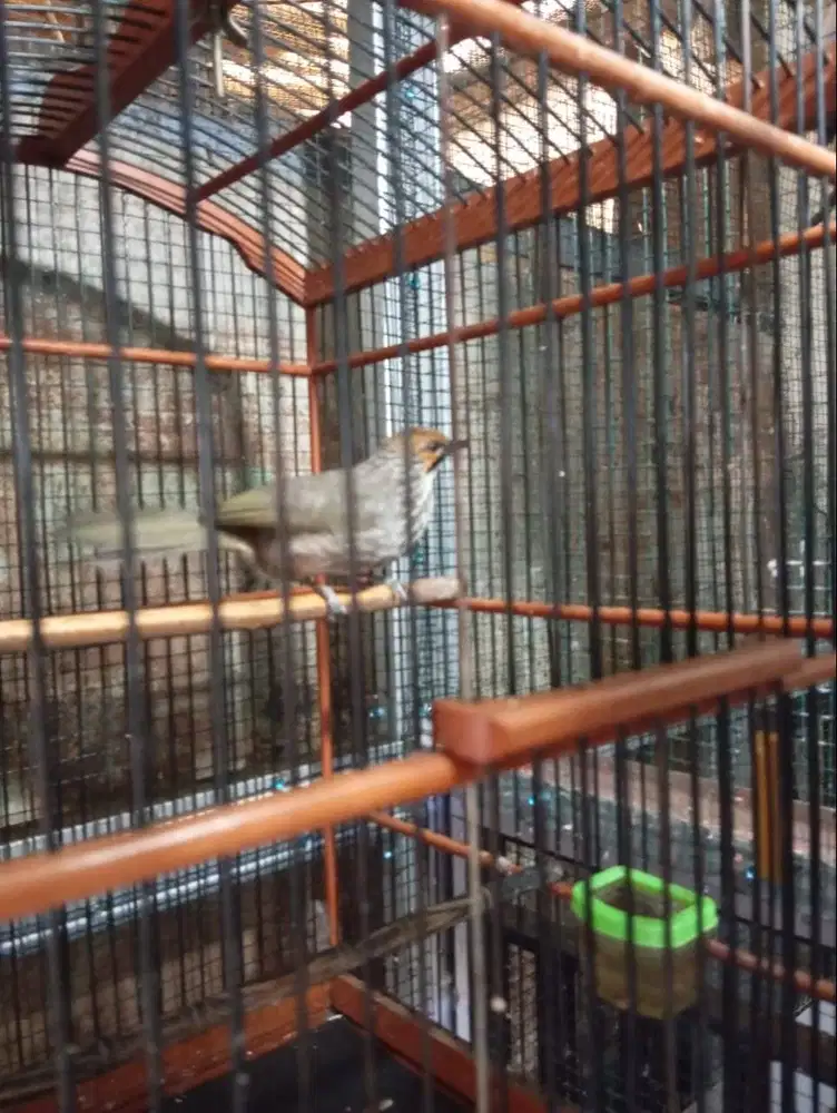 Cucak Rowo Cucak Rawa Pasangan Muda