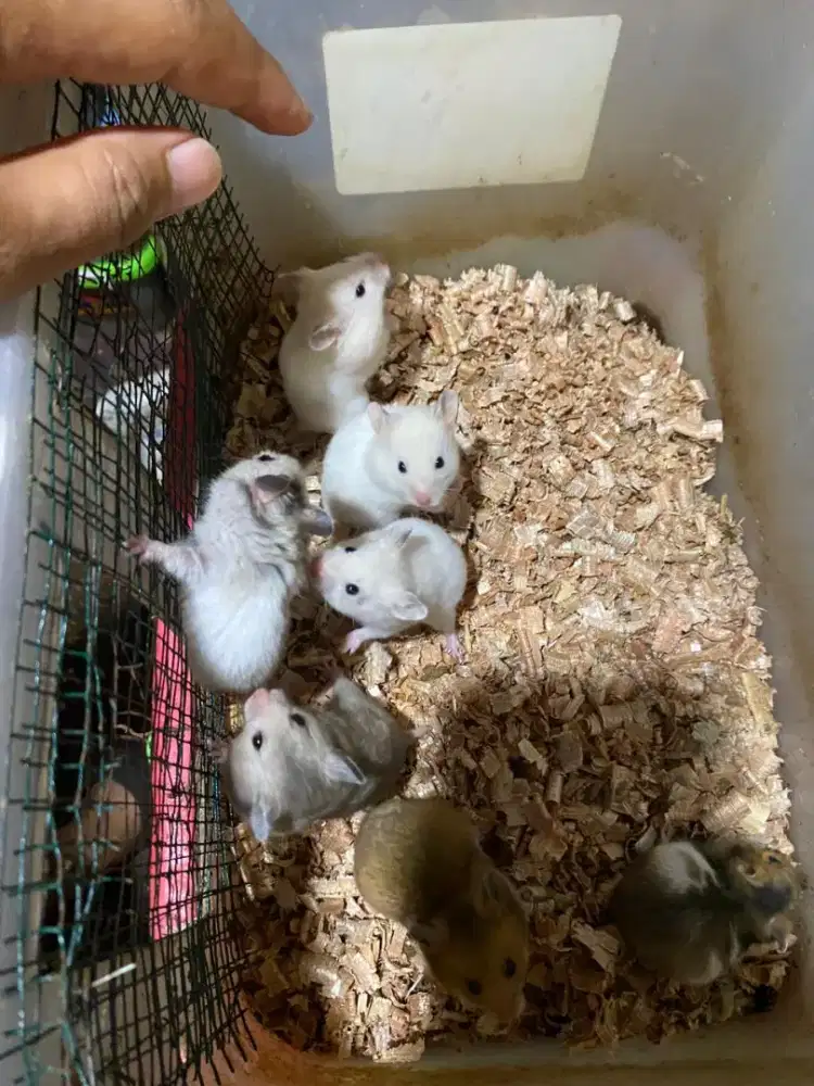 Hamster syrian longhair dan sorthair