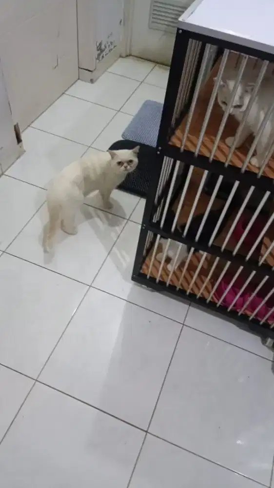 OPEN ADOPS KUCING PERSIAN