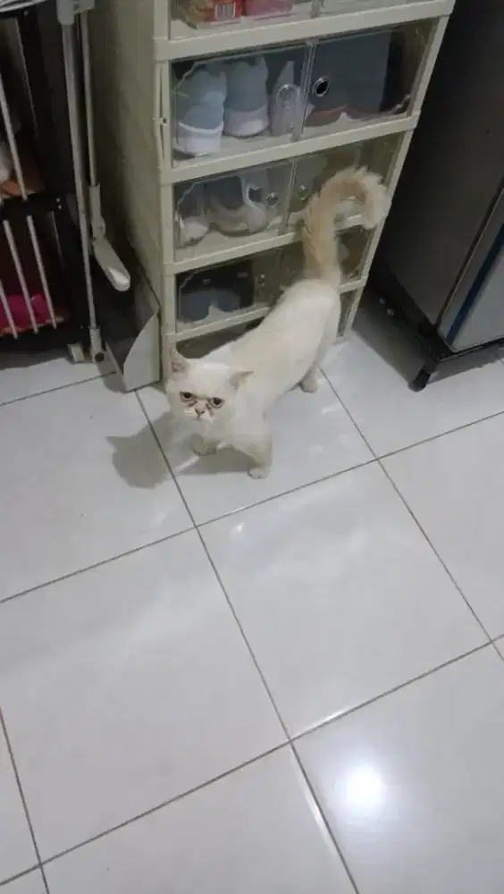 OPEN ADOPS KUCING PERSIAN PIGNOS