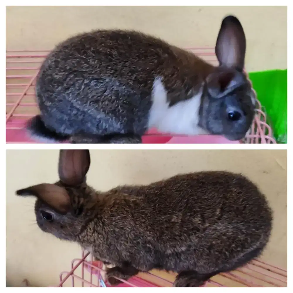 Dijual Hewan Kelinci