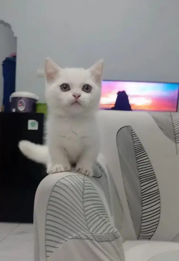 Kucing Munchkin Bsh betina
