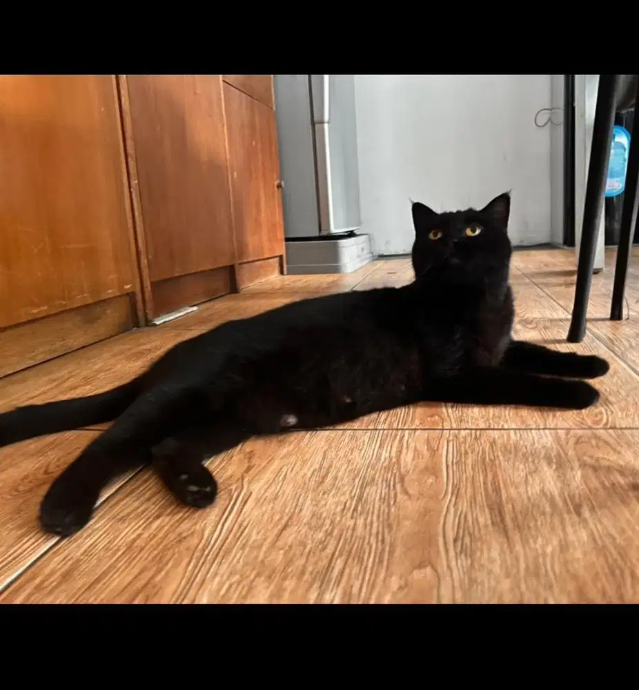 Bsh british shorthair dark cinnamon indukan cinamon not solid black