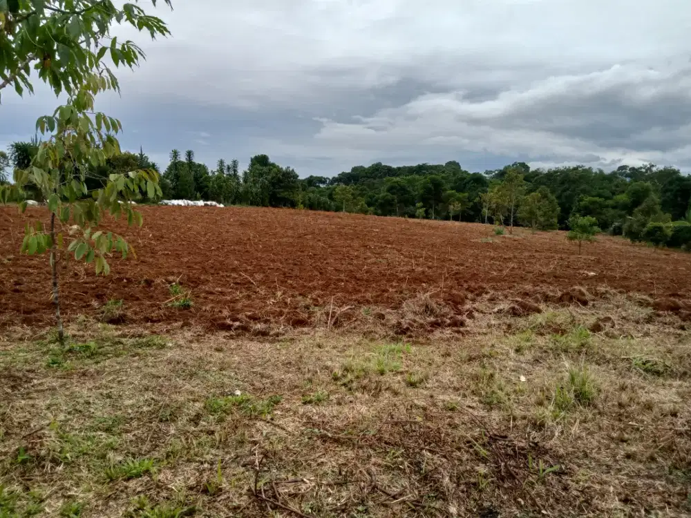 Menyewakan Tanah pertanian