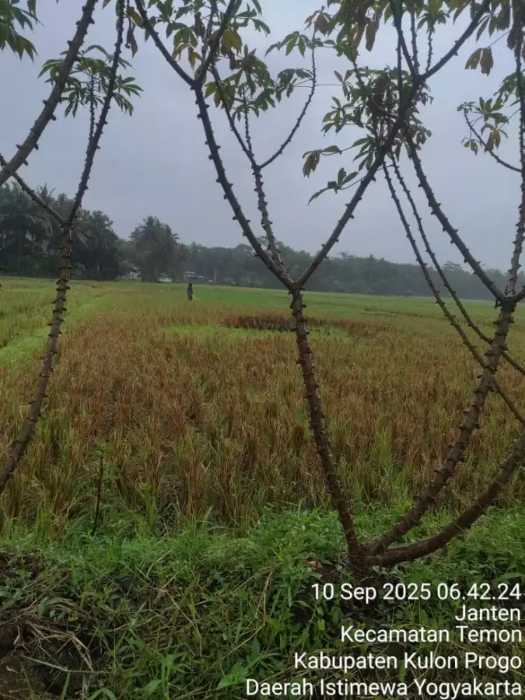 Dijual sawah Temon kulon Progo