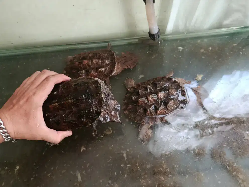 KURA KURA AIR MATA MATA