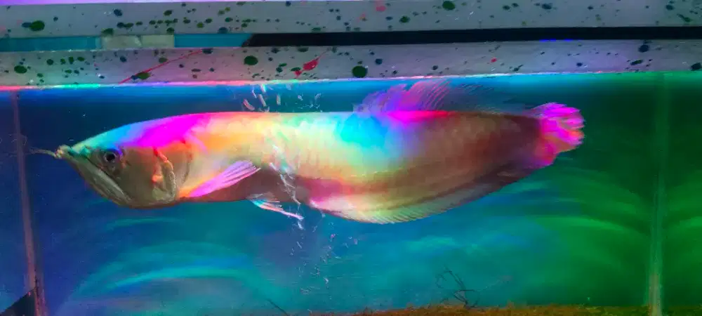 Di jual arwana silver jumbo