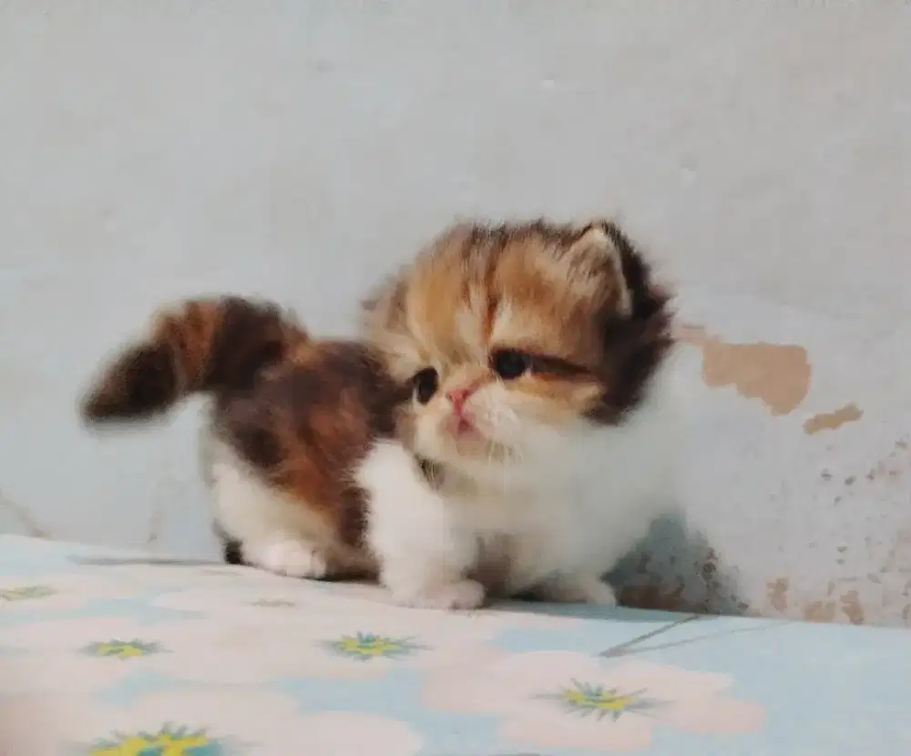 Kitten Munchkin STANDAR Pendek Calico