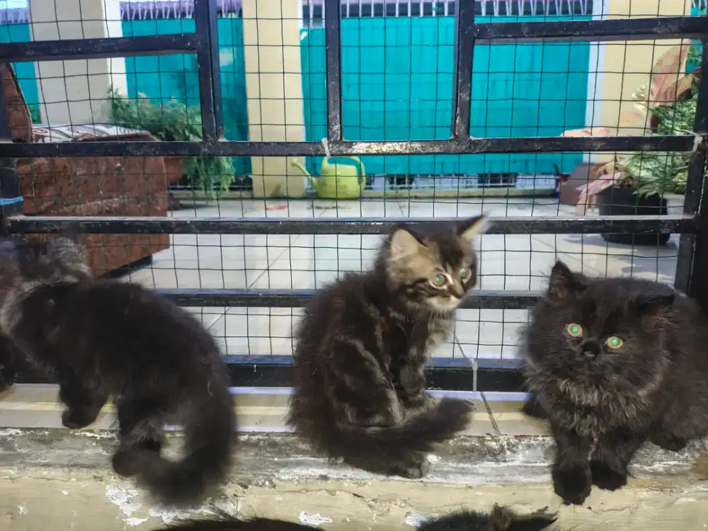 Kucing Persia kitten