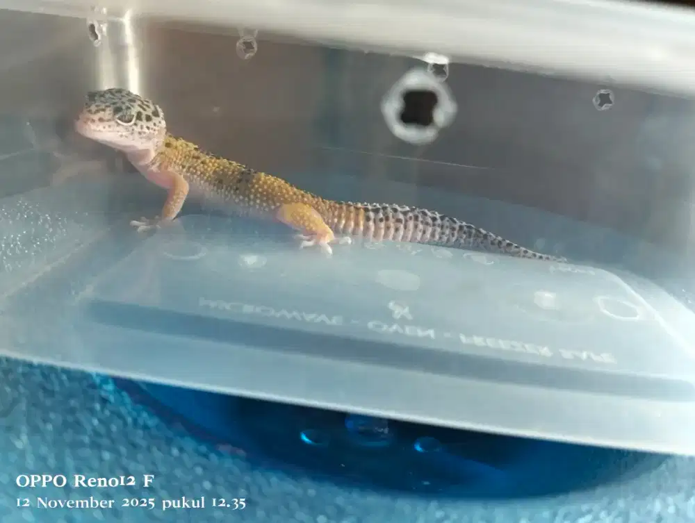 Jual geko jantan tipe tangerine