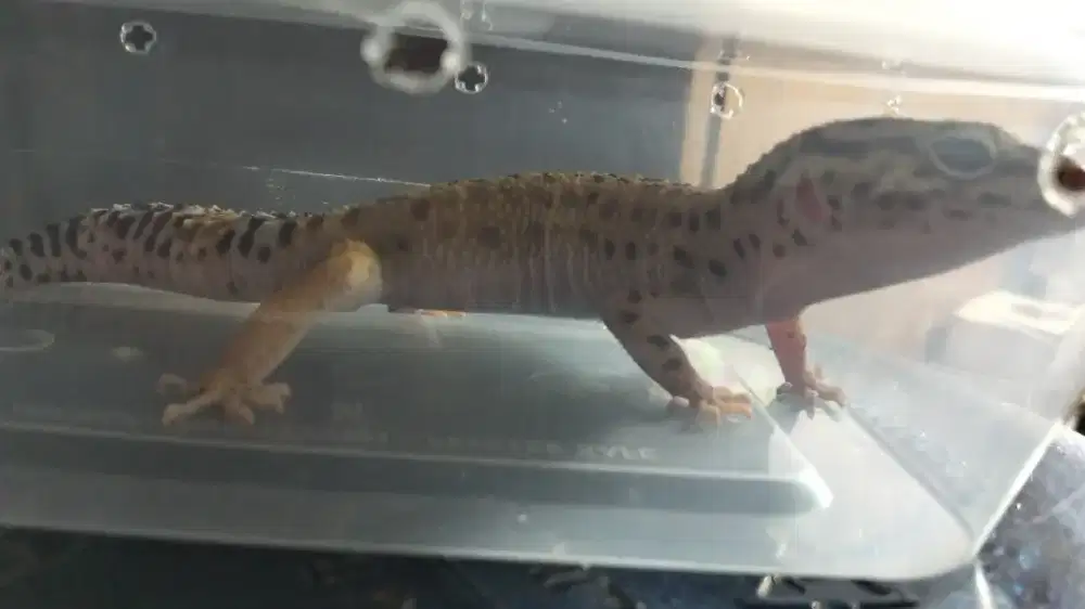 Jual geko jantan sehat