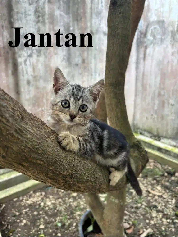 Anak Kucing Ras (jantan) Mix BSH dan corak tutul