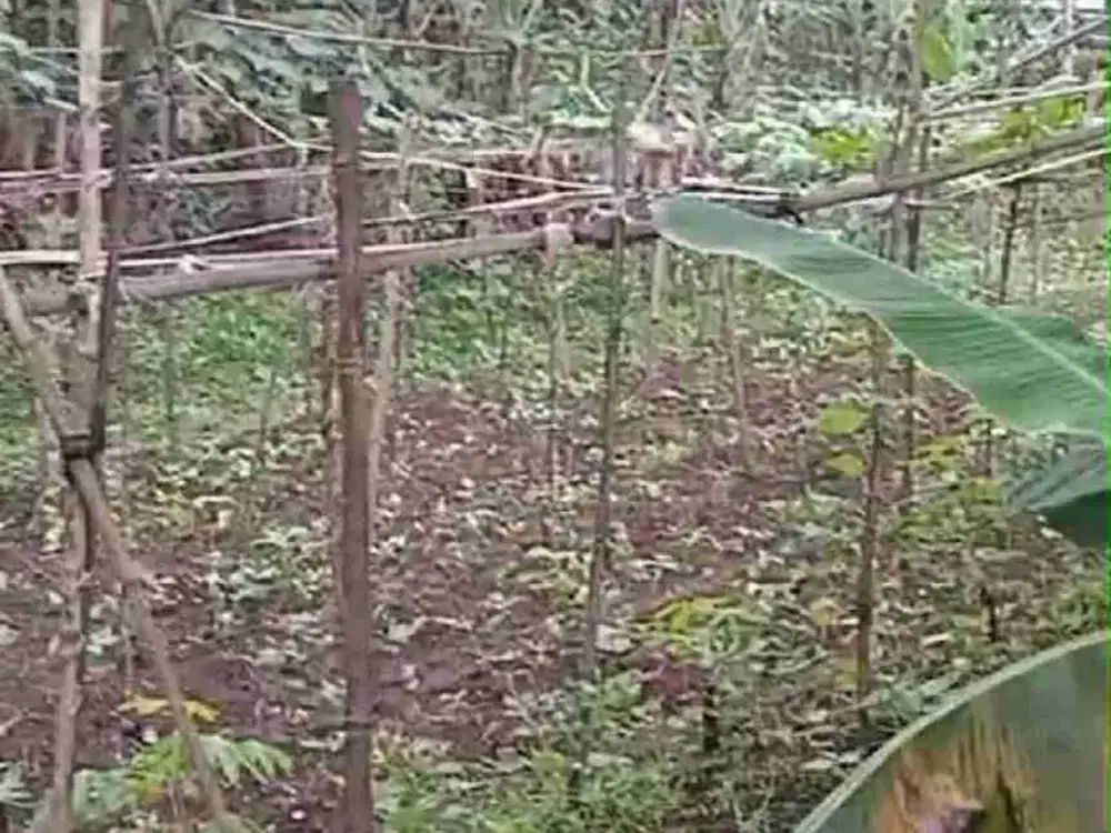 Dijual Tanah Kavling di Belakang Setiabudi Regency