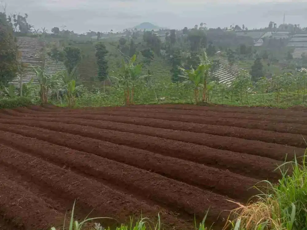 Tanah kebun murah Akses mobil, pamulihan