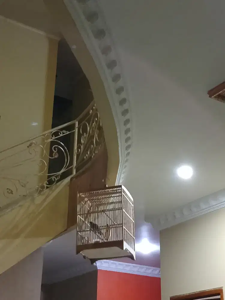 Cucak Rawa Cucak Rowo