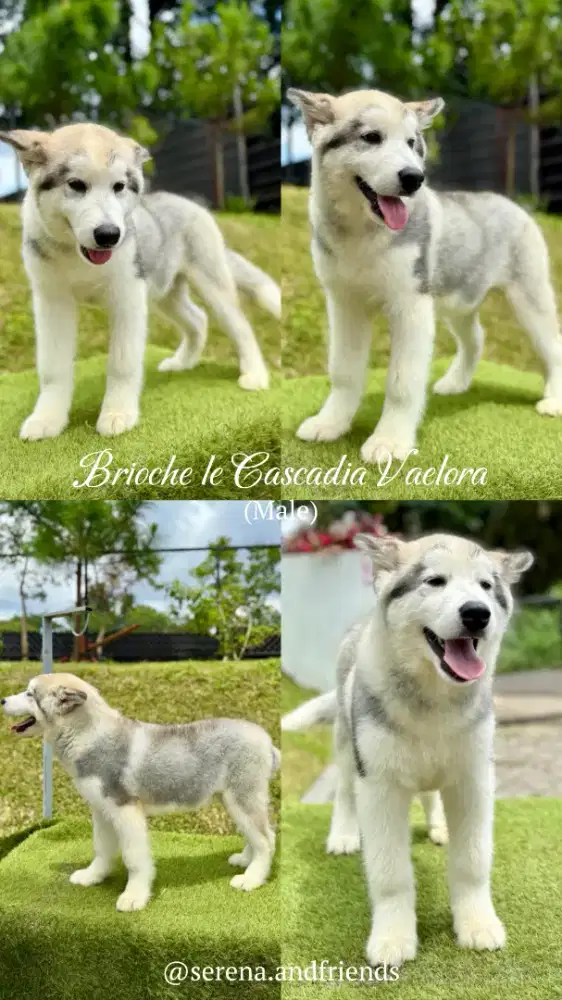 OPEN BOOKING SUPERB QUALITY ALASKAN MALAMUTE PUPPY
