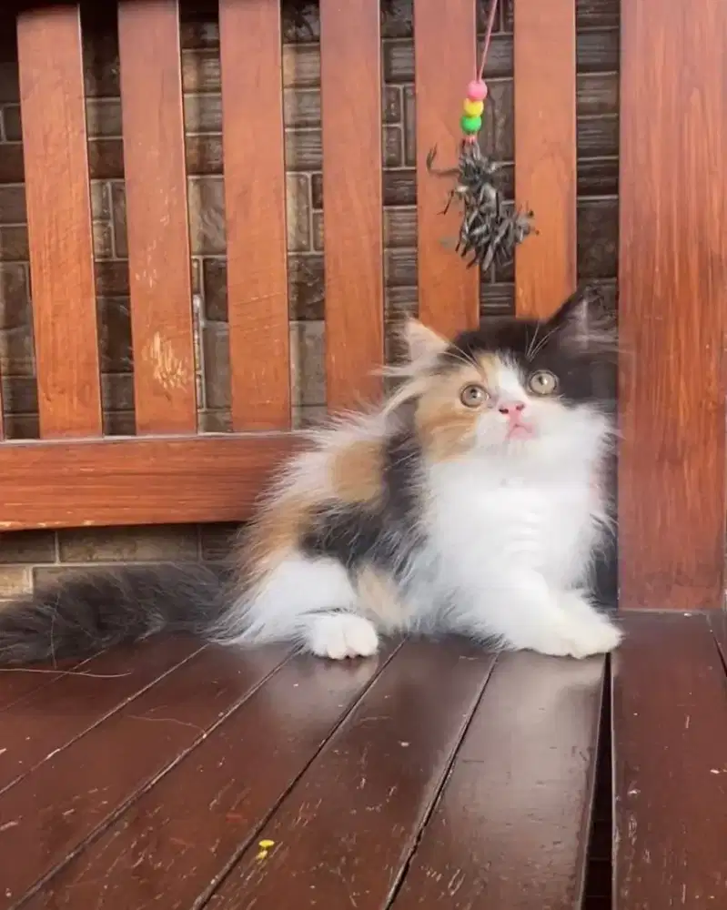 KUCING MUNCHKIN (CEBOL) BETINA