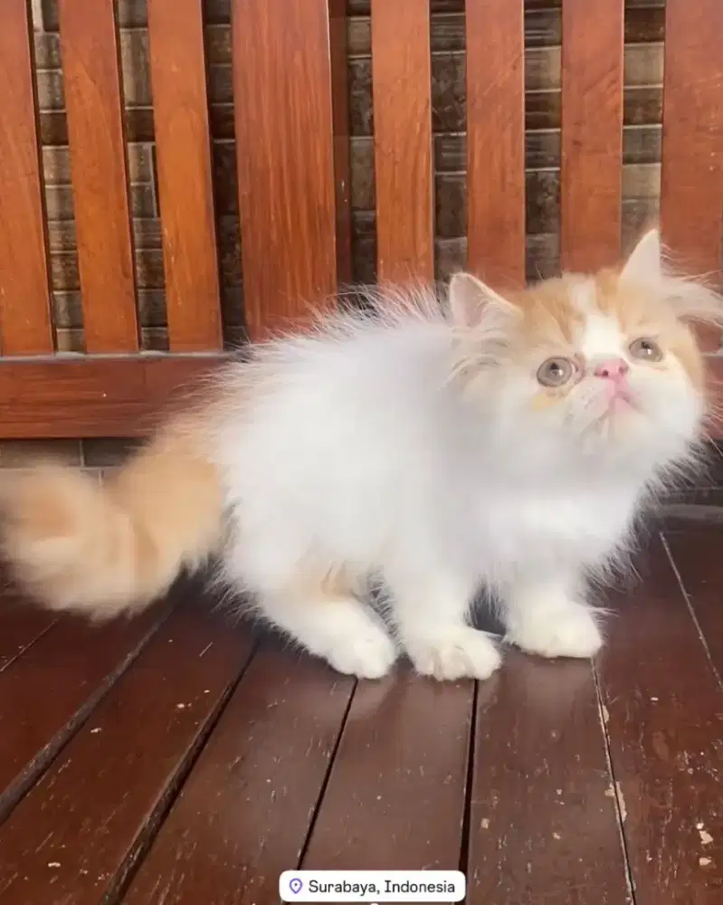 KUCING PEAKNOSE NON STANDARD (NS)